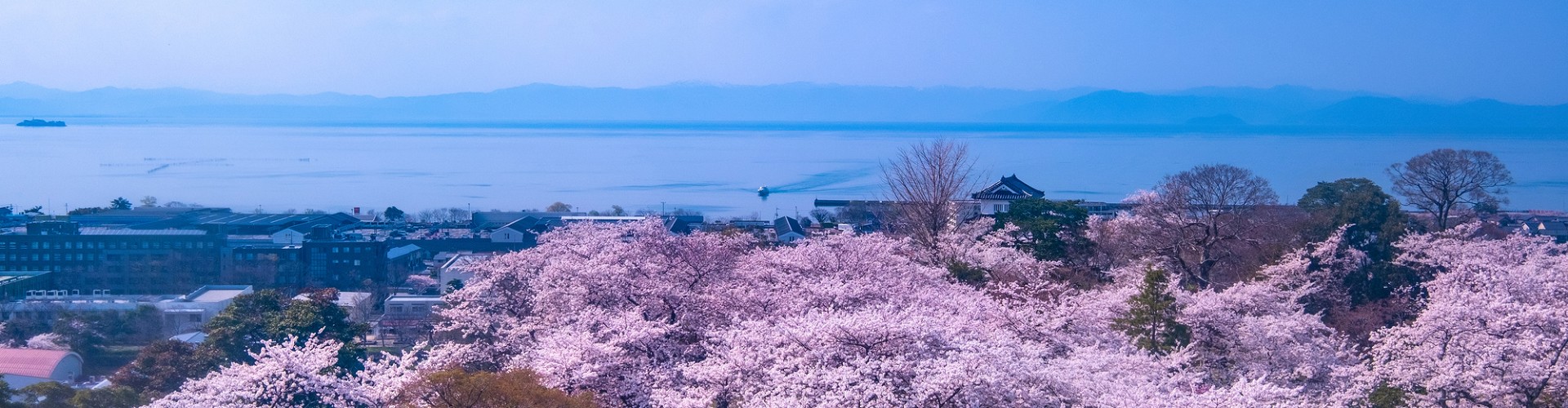 First slide:琵琶湖と桜